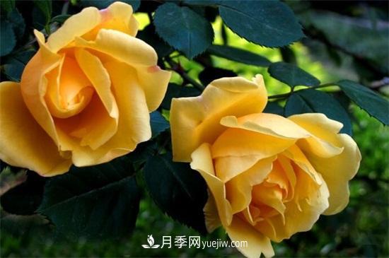 送玫瑰花的花語(yǔ)代表的意義(圖2)