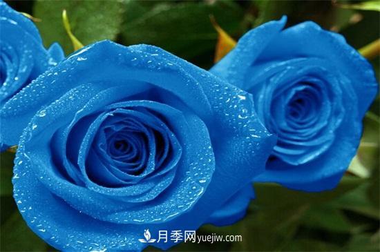 玫瑰花有哪些顏色？盤(pán)點(diǎn)十大常見(jiàn)玫瑰花顏色(圖2)