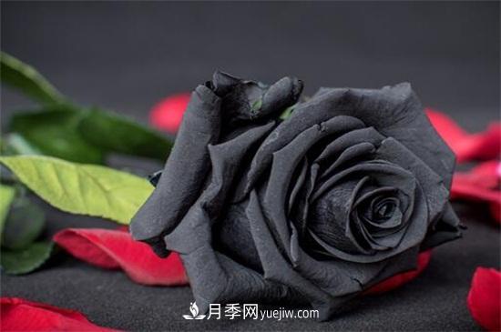 玫瑰花有哪些顏色？盤(pán)點(diǎn)十大常見(jiàn)玫瑰花顏色(圖4)