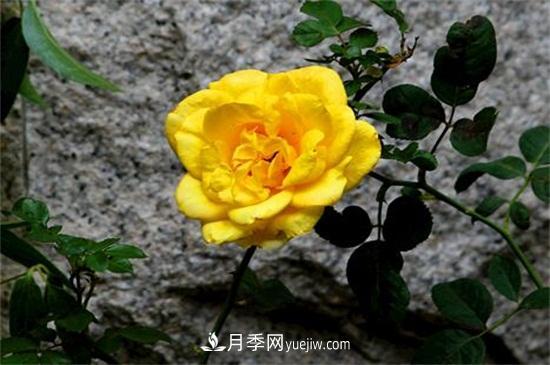 玫瑰花有哪些顏色？盤(pán)點(diǎn)十大常見(jiàn)玫瑰花顏色(圖3)