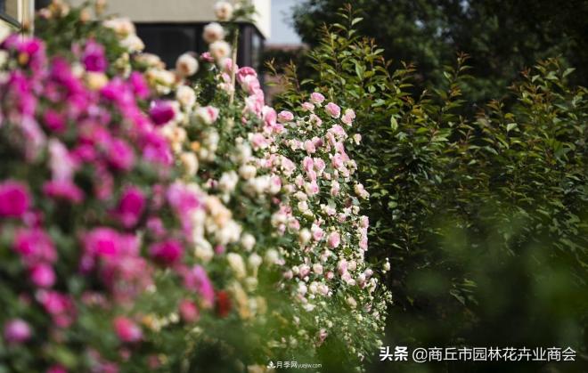 2020月季比美大賽！獲獎大片欣賞！這大概是月季***美的打開(kāi)方式了(圖2)