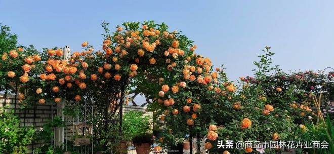 2020月季比美大賽！獲獎大片欣賞！這大概是月季***美的打開(kāi)方式了(圖5)
