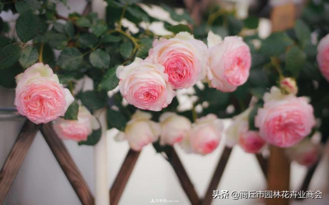 2020月季比美大賽！獲獎大片欣賞！這大概是月季***美的打開(kāi)方式了(圖9)