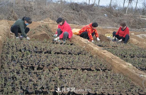 方城縣博望鎮月季園內移栽忙(圖2)