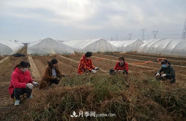 方城縣博望鎮月季園內移栽忙(圖1)
