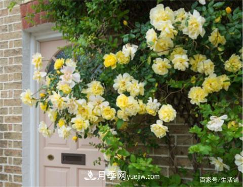 “***貴”的月季花，花朵大，顏色鮮艷，花香宜人(圖4)