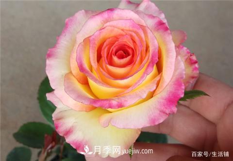 “***貴”的月季花，花朵大，顏色鮮艷，花香宜人(圖1)