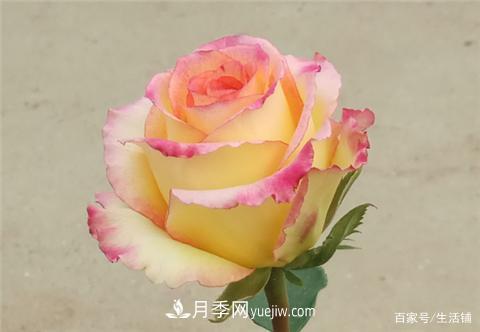 “***貴”的月季花，花朵大，顏色鮮艷，花香宜人(圖2)
