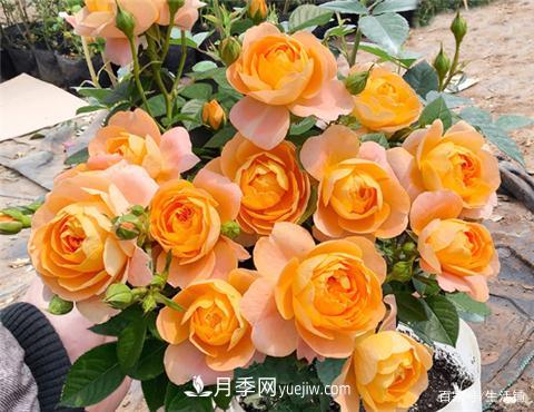 “***貴”的月季花，花朵大，顏色鮮艷，花香宜人(圖3)