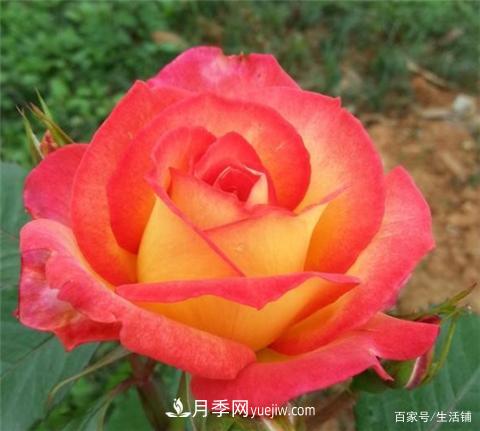 “***貴”的月季花，花朵大，顏色鮮艷，花香宜人(圖5)