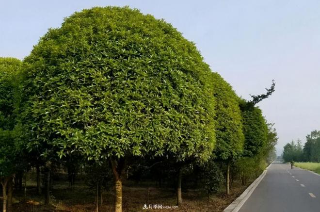 2020年，這幾種綠化工程苗越來(lái)越受歡迎(圖1)