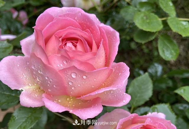 銀禧慶典被稱(chēng)“***美玫瑰”，經(jīng)典大花月季品種介紹(圖1)