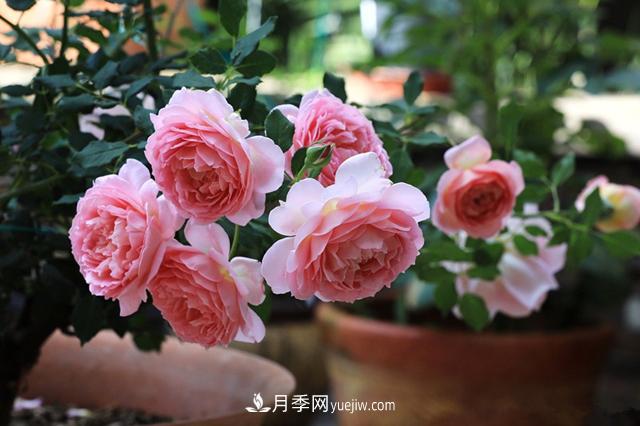 銀禧慶典被稱(chēng)“***美玫瑰”，經(jīng)典大花月季品種介紹(圖3)
