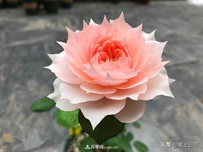 盤(pán)點(diǎn)那些比荷花還美的月季，讓荷花無(wú)路可走(圖1)