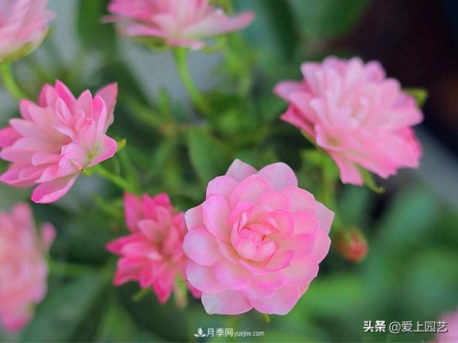 盤(pán)點(diǎn)那些比荷花還美的月季，讓荷花無(wú)路可走(圖3)