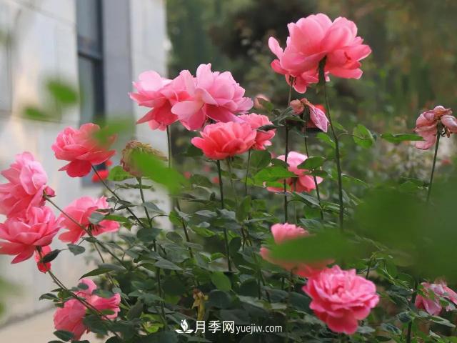 初冬，洛陽(yáng)師范學(xué)院留得月季獨艷(圖1)