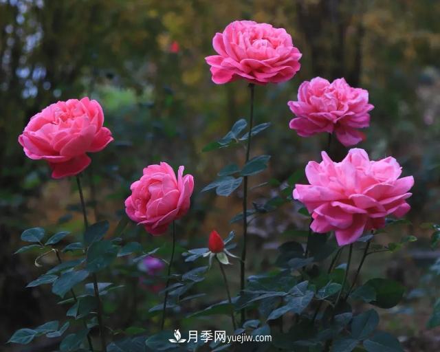 初冬，洛陽(yáng)師范學(xué)院留得月季獨艷(圖4)