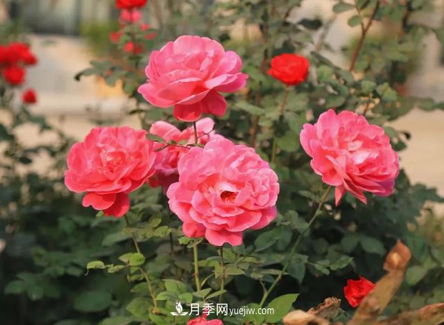 初冬，洛陽(yáng)師范學(xué)院留得月季獨艷(圖2)
