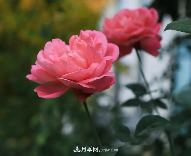 初冬，洛陽(yáng)師范學(xué)院留得月季獨艷(圖3)