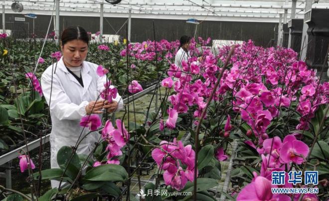 江蘇濱海:花卉農業(yè)科技園初顯規模(圖3) 江蘇濱海:花卉農業(yè)科技園初顯規模(圖3)