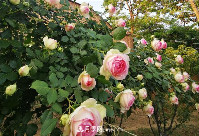月季玫瑰香味大匯總，混合味、茶香味、果香味，總有一款是你的(圖1)