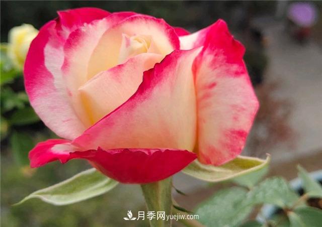 月季玫瑰香味大匯總，混合味、茶香味、果香味，總有一款是你的(圖3)