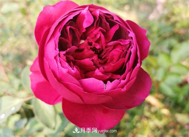 月季玫瑰香味大匯總，混合味、茶香味、果香味，總有一款是你的(圖2)