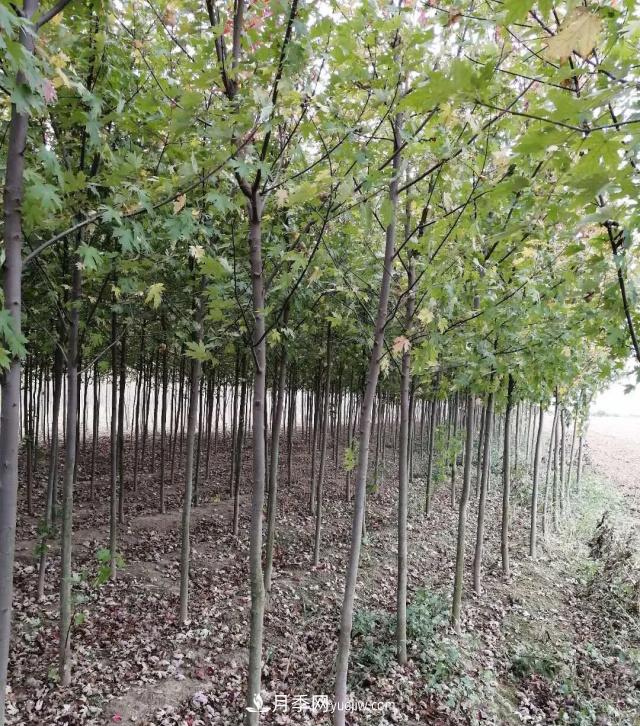 南陽(yáng)苗木基地，紅楓和雞爪槭好區別嗎？(圖1)