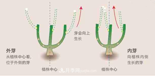 月季栽培養護指南，手把手教你冬季大花月季的修剪方法(圖2)