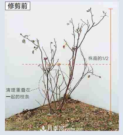月季栽培養護指南，手把手教你冬季大花月季的修剪方法(圖4)
