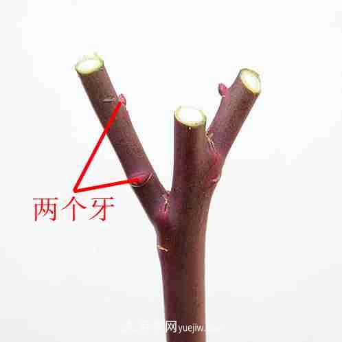 月季栽培養護指南，手把手教你冬季大花月季的修剪方法(圖8)
