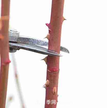 月季栽培養護指南，手把手教你冬季大花月季的修剪方法(圖7)
