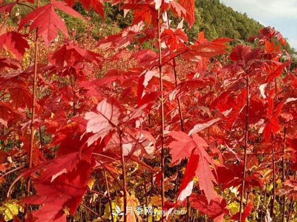 南陽(yáng)苗木，美國紅楓管理知識介紹(圖3)