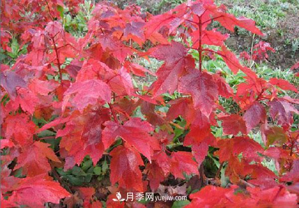 南陽(yáng)苗木，美國紅楓管理知識介紹(圖1)