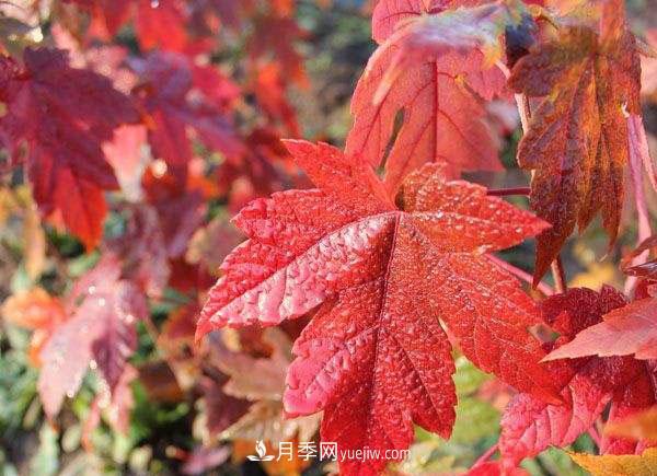 南陽(yáng)苗木，美國紅楓管理知識介紹(圖2)