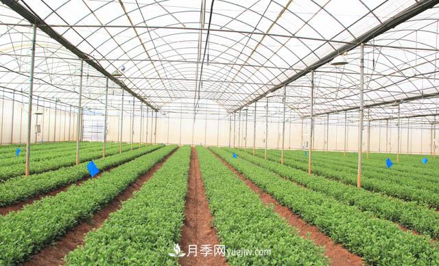 2020年云南“10大名花”千萬(wàn)元獎勵，多個(gè)月季種苗獲獎(圖2)