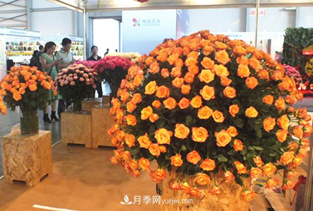 2020年云南“10大名花”千萬(wàn)元獎勵，多個(gè)月季種苗獲獎(圖1)