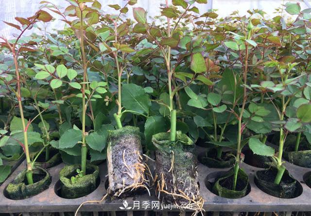 2020年云南“10大名花”千萬(wàn)元獎勵，多個(gè)月季種苗獲獎(圖3)