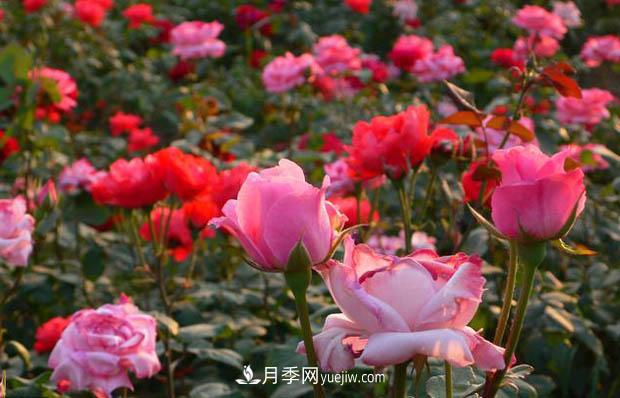種植月季花必須使用營(yíng)養土嗎？(圖1)