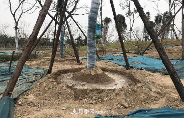 園林人有疑惑，苗木移植之后是先搭支撐還是先澆水？(圖1)