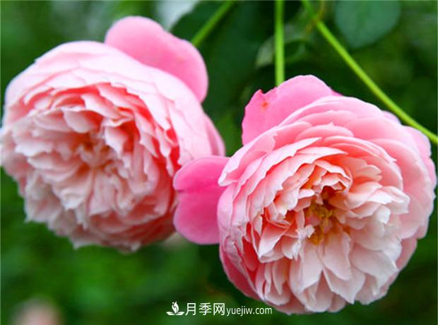 3個(gè)***不容錯過(guò)的月季品種，顏值高香氣濃，養護簡(jiǎn)單開(kāi)花多(圖3)