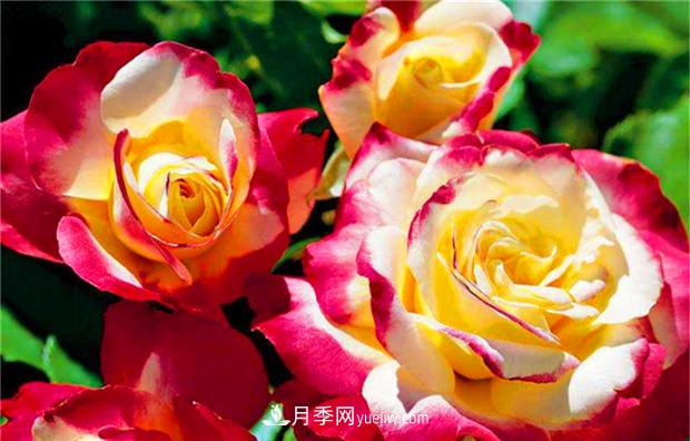 3個(gè)***不容錯過(guò)的月季品種，顏值高香氣濃，養護簡(jiǎn)單開(kāi)花多(圖2)