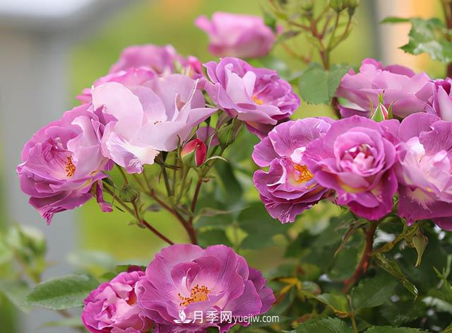 這款藍色系月季，花量超多，四季都開(kāi)花，你想不到(圖1)