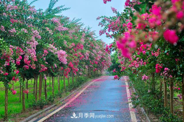 紫薇樹(shù)上常見(jiàn)的白粉病，應該怎么防治？(圖1)