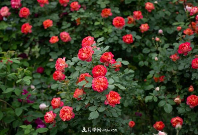 ***值得栽的10種藤本月季，每一種都很優(yōu)秀(圖8)