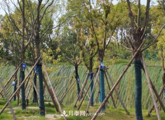 大樹(shù)移栽日常養護管理技術(shù)(圖1)