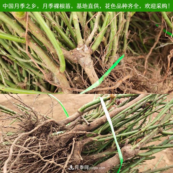月季裸根苗，2020南陽(yáng)月季裸根苗大量出貨中(圖1)