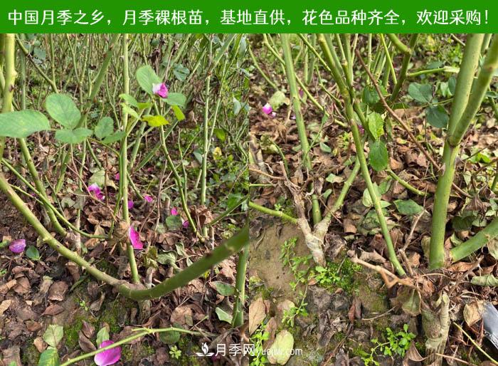 月季裸根苗，2020南陽(yáng)月季裸根苗大量出貨中(圖2)