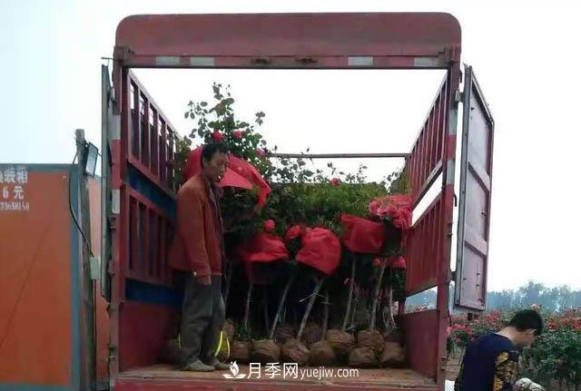 河南方城：萬(wàn)畝月季喜“出嫁” 飄洋過(guò)海出國門(mén)(圖2)