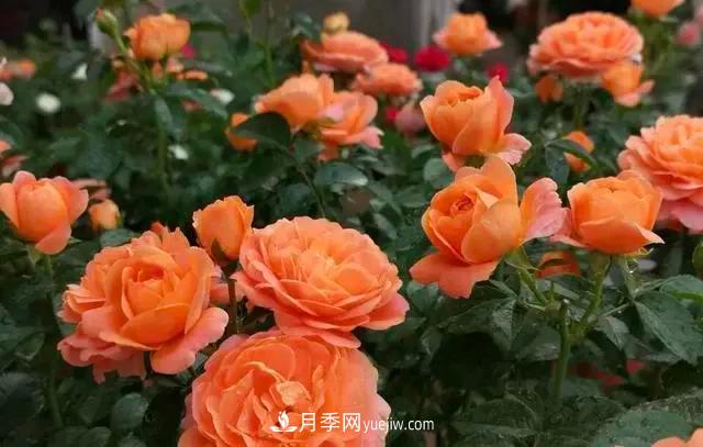 讓月季“秋花”多？學(xué)會(huì )正確“追肥”的方法，事半功倍(圖3)